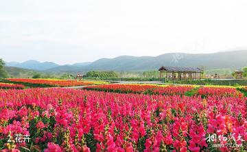 荆门东宝圣境花谷景区-花卉照片