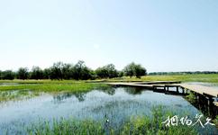 张掖国家湿地公园旅游攻略之植物资源