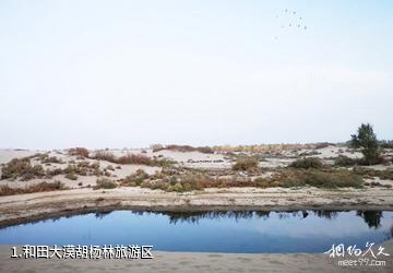 和田大漠胡杨林旅游区照片