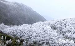 广西岑王老山国家级自然保护区旅游攻略之冬景