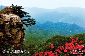 信陽市黃柏山國家森林公園-高山杜鵑照片