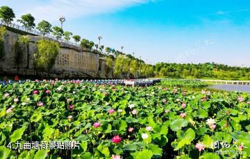 墊江三合湖濕地公園-九曲塘荷照片