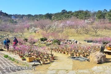 青島梅園-青島梅園照片