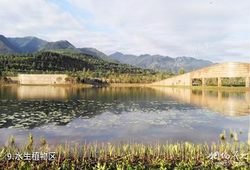 西安周至秦岭国家植物园-水生植物区照片