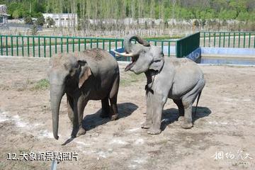 北方森林動物園-大象館照片