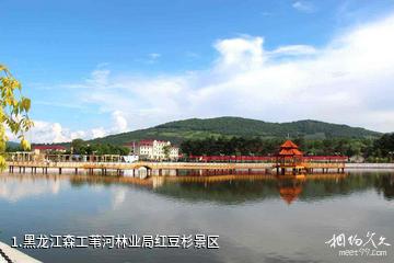 黑龙江森工苇河林业局红豆杉景区照片