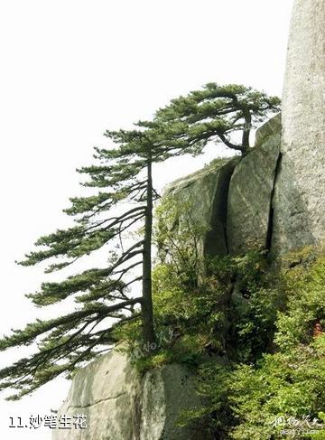 岳西妙道山风景区-妙笔生花照片