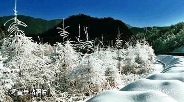 安康市千家坪森林公園-冬雪照片