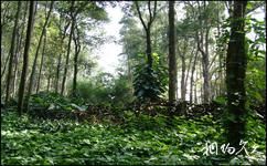 福州國家森林公園旅遊攻略之蔭生植物園