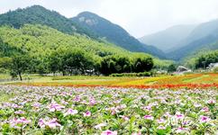 潛山天仙峽旅遊攻略之花海