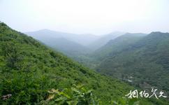 海城九龙川自然保护区旅游攻略之森林