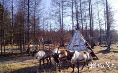 呼伦贝尔市敖鲁古雅使鹿部落旅游攻略之驯鹿