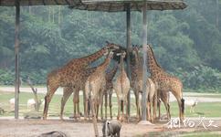 广州长隆旅游攻略之长颈鹿广场