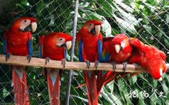 重慶野生動物世界旅遊攻略之五彩金剛鸚鵡