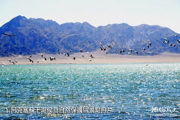 阿克塞蘇干湖候鳥自然保護區照片
