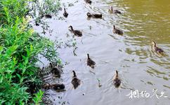 南川黎香湖湿地生态园旅游攻略之养殖