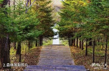 通化羅通山風景區-森林照片