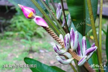 馬來西亞姆祿國家公園-紫色芭蕉照片