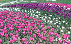 大连英歌石植物园旅游攻略之彩色郁金香