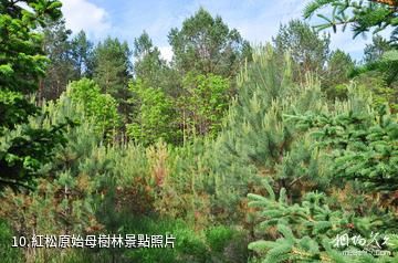 伊春梅花河山莊度假村-紅松原始母樹林照片