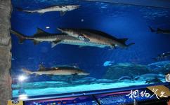 北京海洋館旅遊攻略之國寶中華鱘魚館