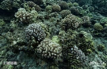 夏威夷莫洛凯岛海底1-珊瑚礁照片