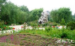 天津西沽公園旅遊攻略之月季