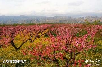 青海民和桃花園林-桃樹照片