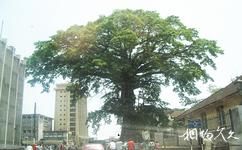 塞拉利昂弗里敦旅游攻略之木棉树