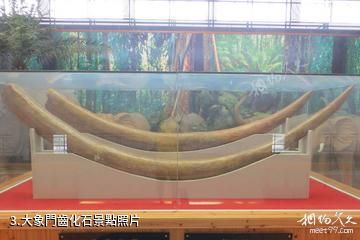 江蘇邳州博物館-大象門齒化石照片