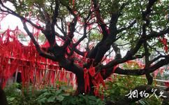 藍田王順山國家森林公園旅遊攻略之千年杜鵑神樹