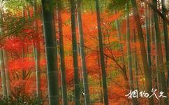 日本京都岚山旅游攻略之竹林