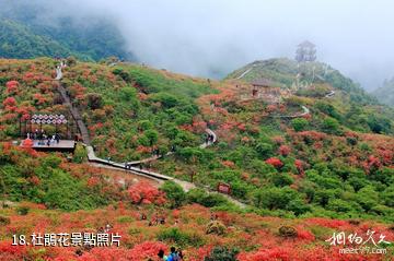 湖南陽明山國家級自然保護區-杜鵑花照片