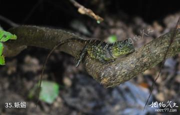 马来西亚姆禄国家公园-蜥蜴照片