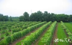 黑龍江省農業科學院園藝分院旅遊攻略之百果園葡萄園