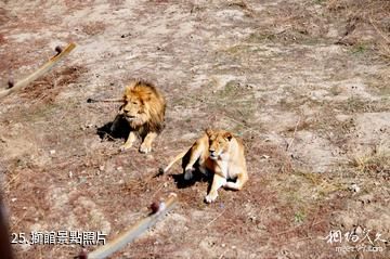 新疆天山野生動物園-獅館照片