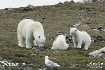 挪威斯瓦尔巴群岛-北极熊一家照片