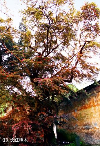 萍乡杨岐山风景区-长红桎木照片