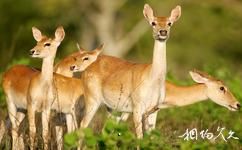 海南大田国家级自然保护区旅游攻略之动物资源