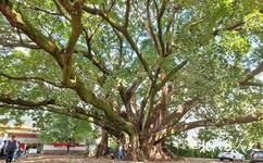 高黎貢勐赫小鎮旅遊攻略之丙悶村亞洲第一大榕樹