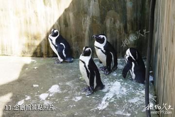 新疆天山野生動物園-企鵝館照片