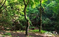 日本奈良旅遊攻略之春日山原始森林
