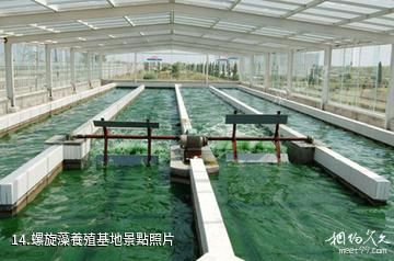江蘇永豐林農業生態園-螺旋藻養殖基地照片