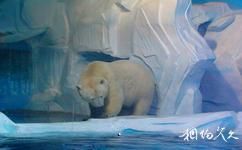 上海动物园旅游攻略之北极熊展区