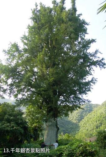 湖南龍窖山風景區-千年銀杏照片