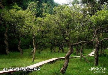 岳西妙道山風景區-千年紫柳園照片