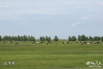 齐齐哈尔哈拉新村-牛羊照片