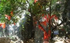 廣西六峰山旅遊攻略之姻緣樹
