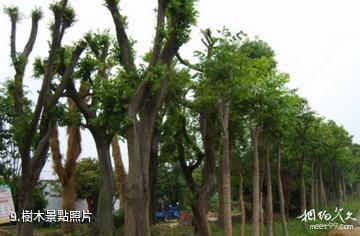 武進藝林園-樹木照片