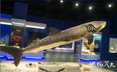大連生命奧秘博物館旅遊攻略之鯨鯊